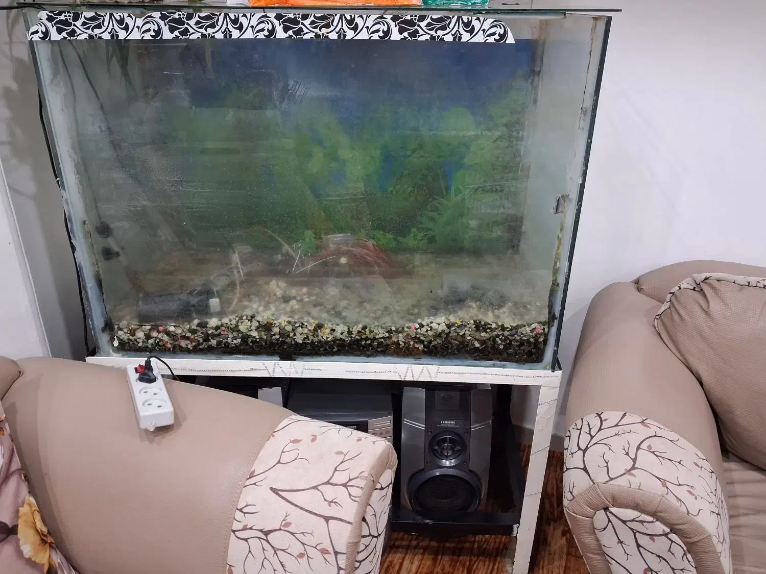 اکواریون|ماهی|لنگرود, |دیوار