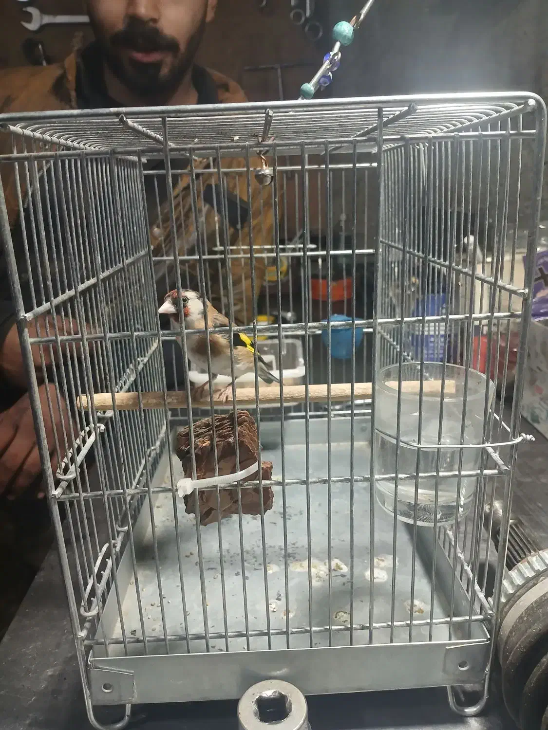 سهره سرسیاه دورگ|پرنده|ششده و قره بلاغ, |دیوار