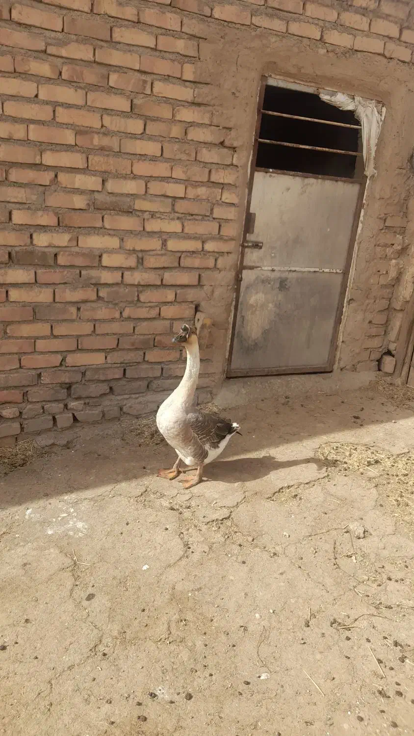 غاز|حیوانات مزرعه|نیشابور, رحیم آباد|دیوار