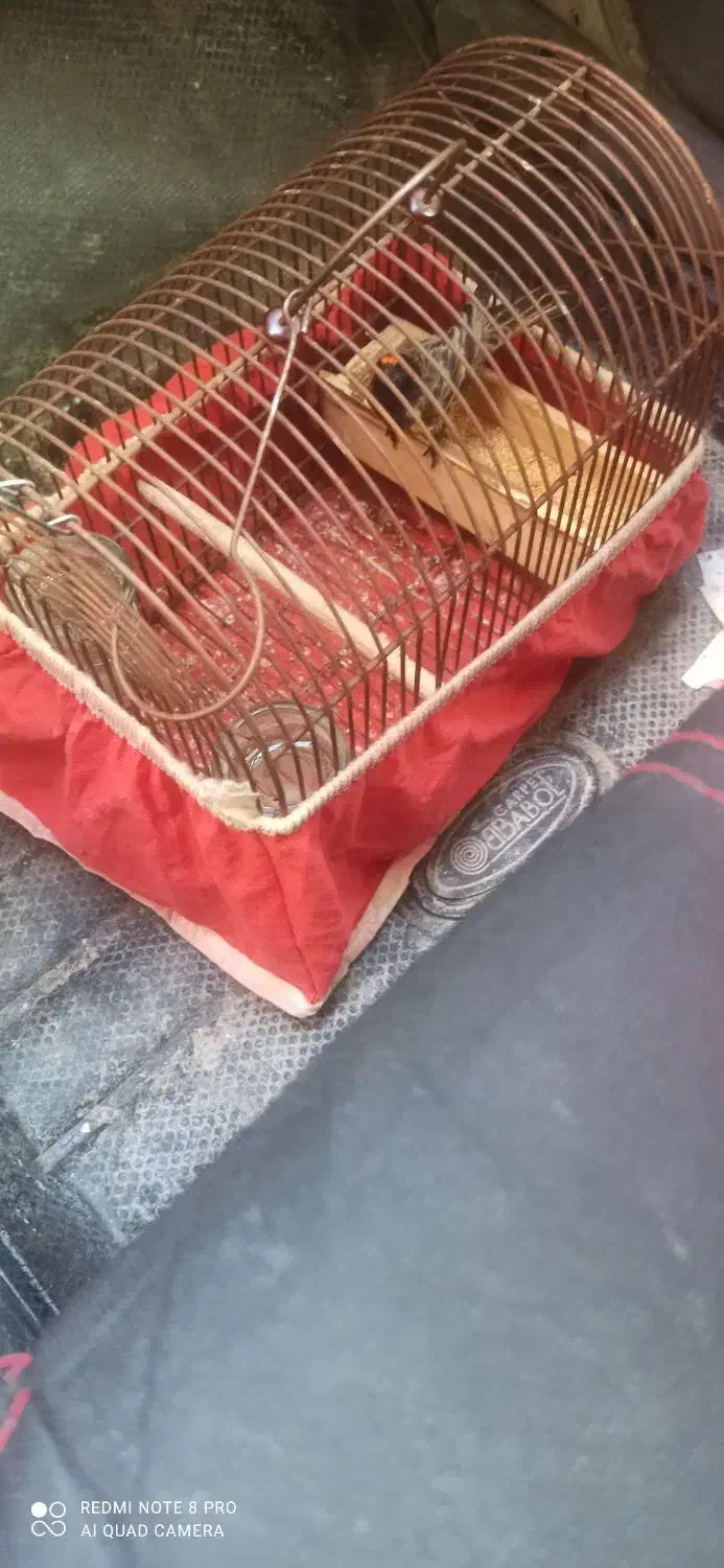 گلبسر جفت خور|پرنده|شیراز, شهرک بهار|دیوار