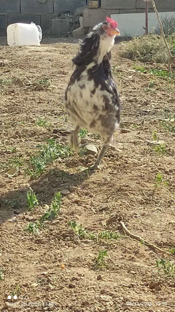 خروس جوان گلین پنگوئنی|حیوانات مزرعه|شاهین‌شهر, عطار|دیوار