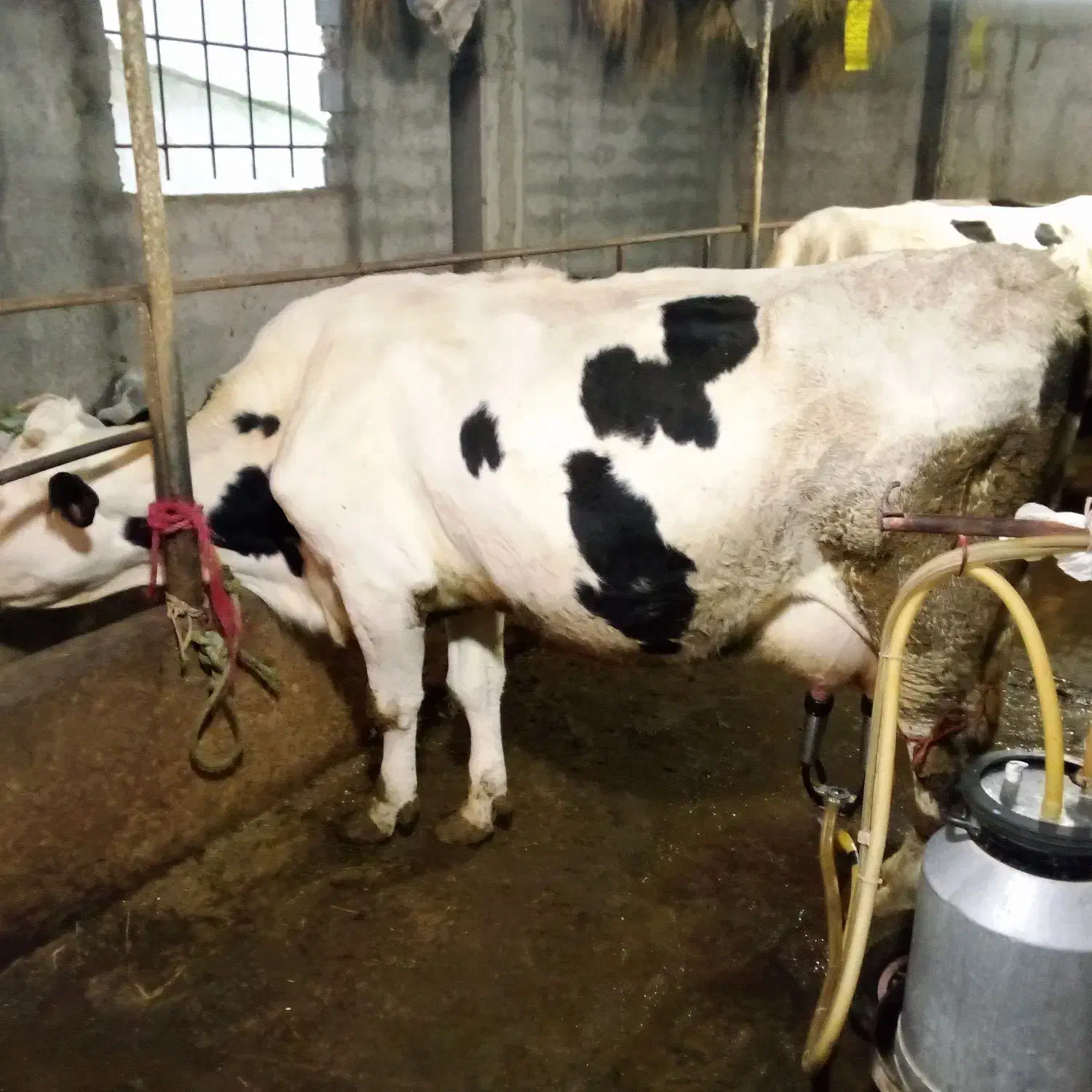 گاو هلیشتاین|حیوانات مزرعه|خوش‌رودپی, |دیوار