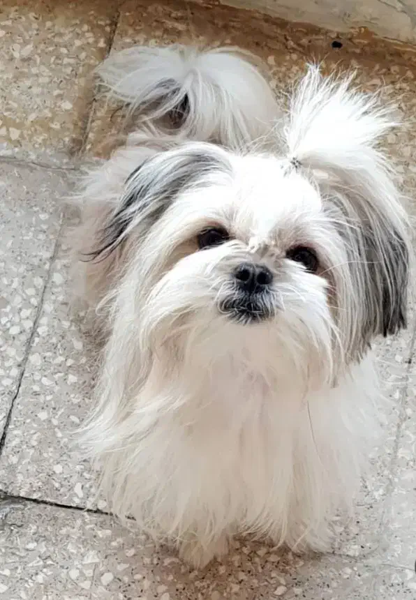 سگ پاکوتاه|سگ|بم, |دیوار