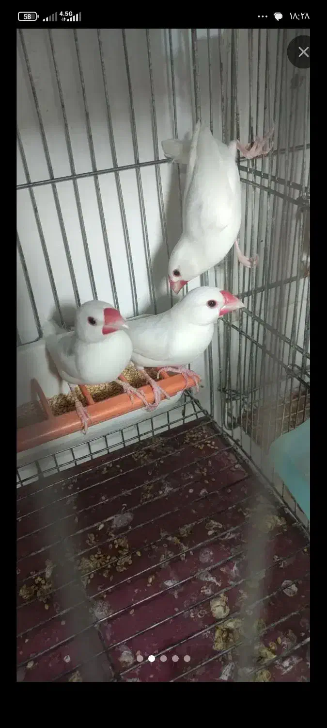 فنج نرگسی|پرنده|سیرجان, |دیوار