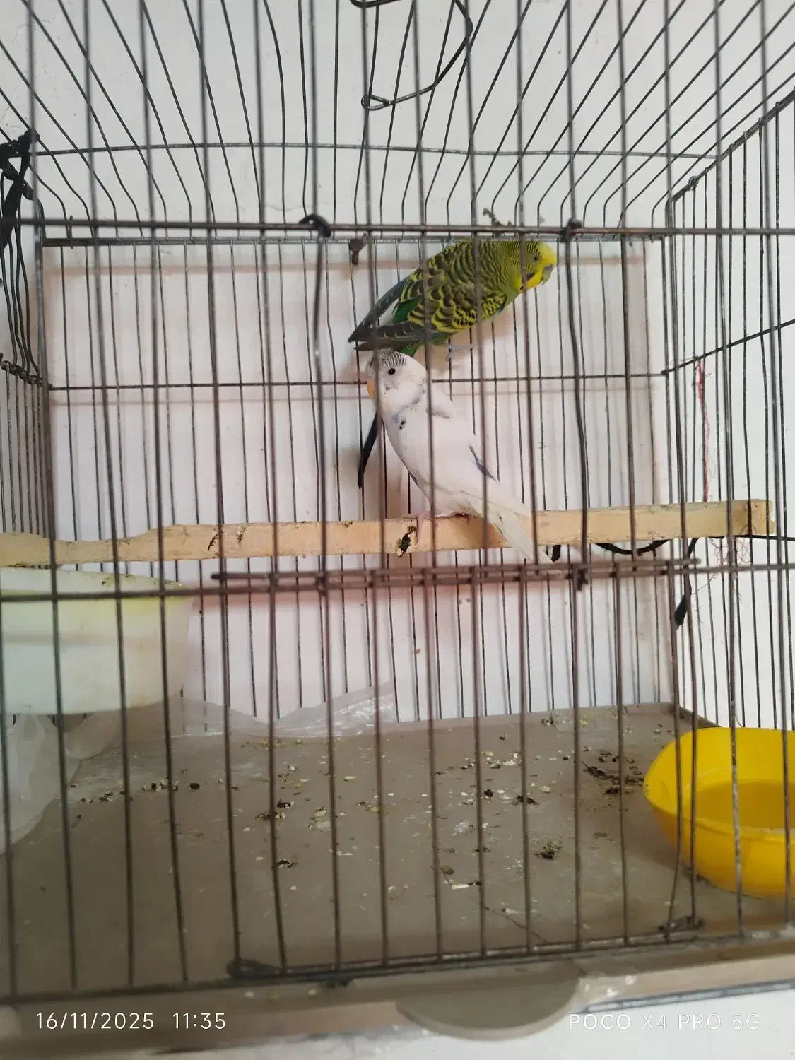 مرغ عشق|پرنده|یاسوج, |دیوار