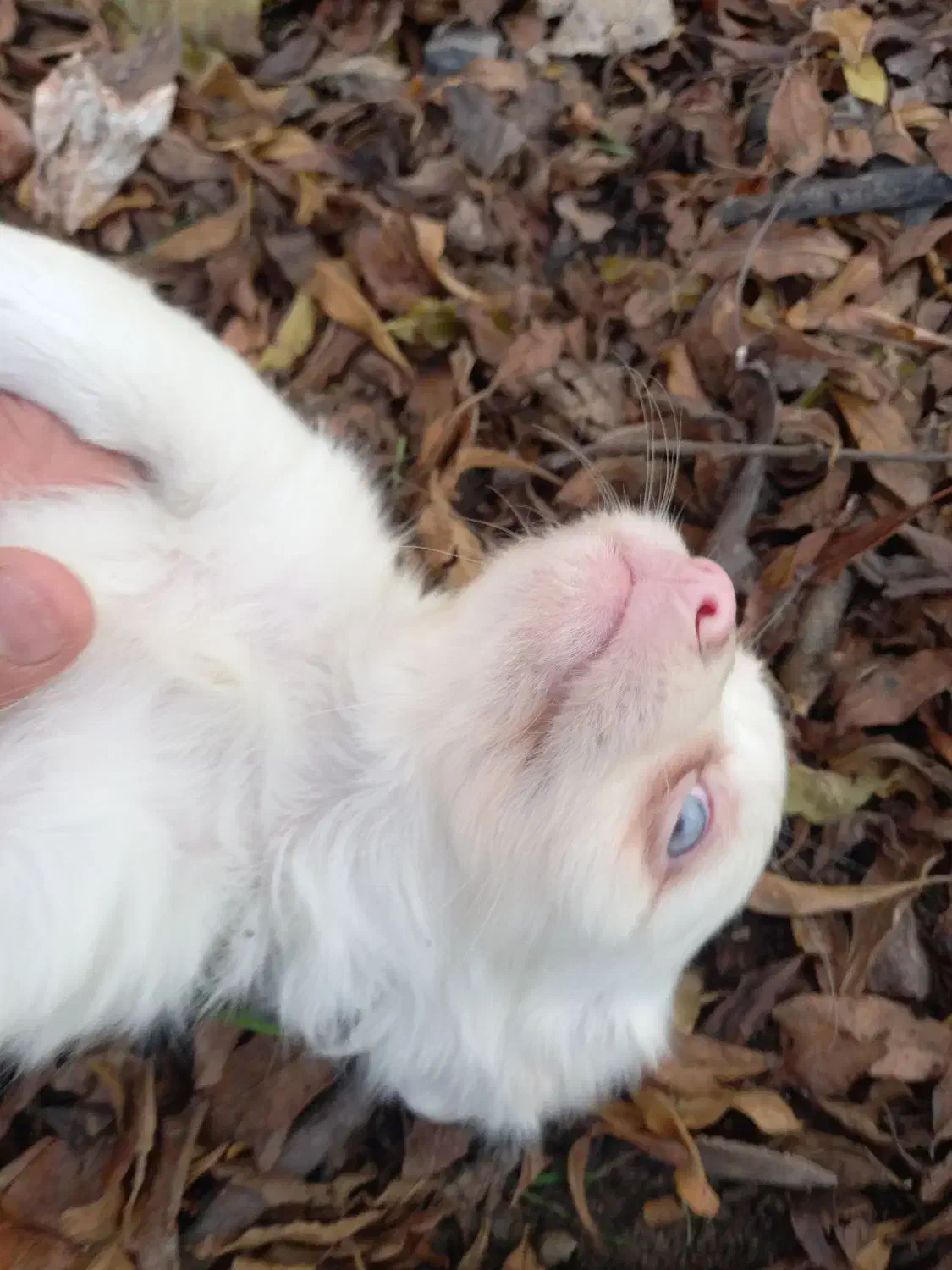 دوعدد سگ‌پاکوتاه خوشگل|سگ|قائم‌شهر, |دیوار