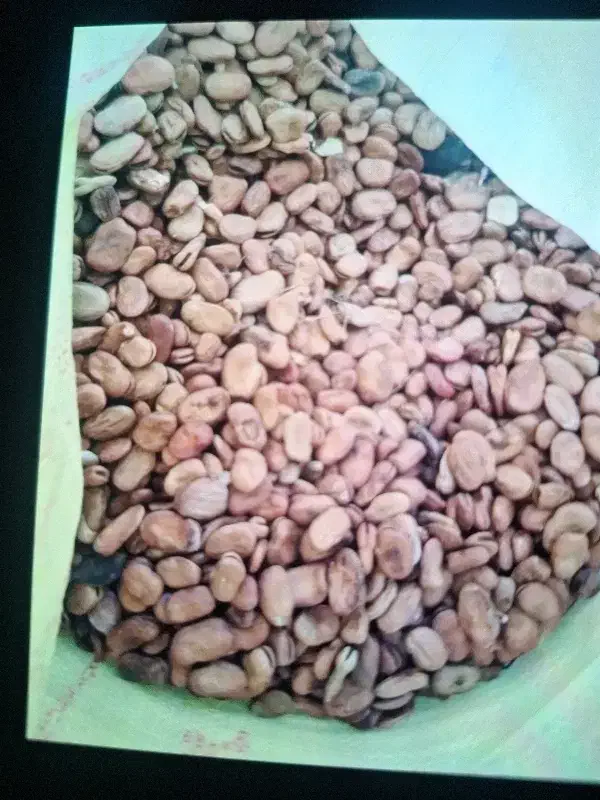 باقالای تاره شهر طارم زنجان|خوردنی و آشامیدنی|قم, علی آباد|دیوار