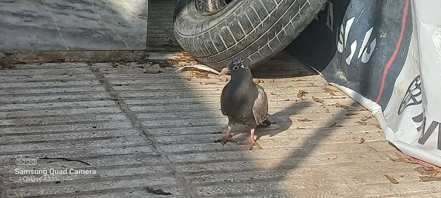 پیدا شده|حیوانات|سبزوار, امیر کبیر|دیوار