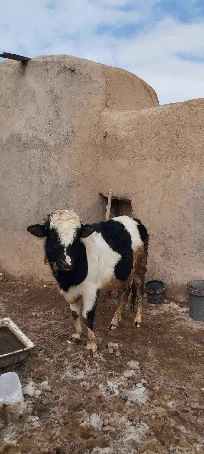 گوساله نر|حیوانات مزرعه|آبگرم, |دیوار