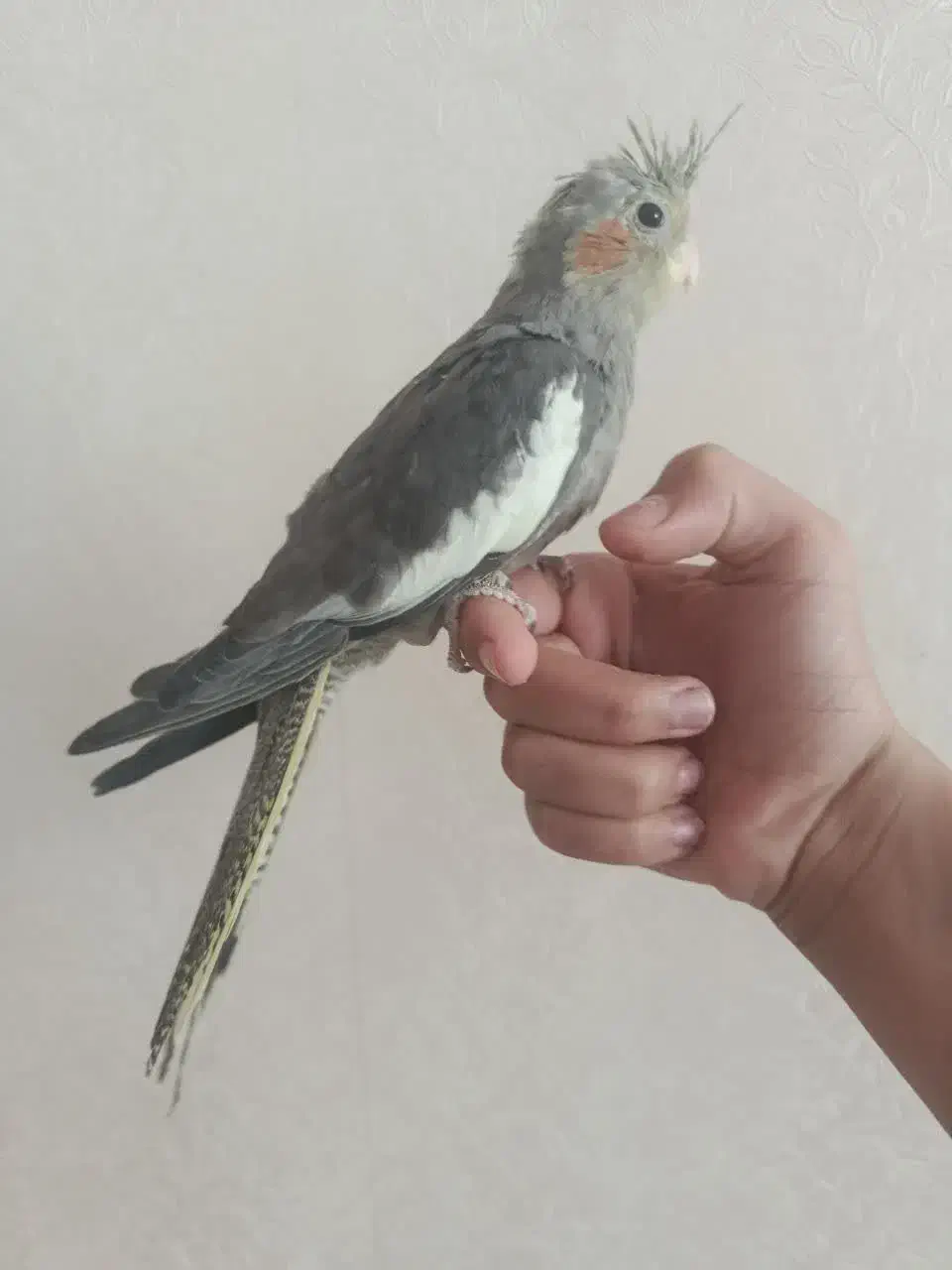 سه عدد هلندی|حراج|قم, پردیسان|دیوار