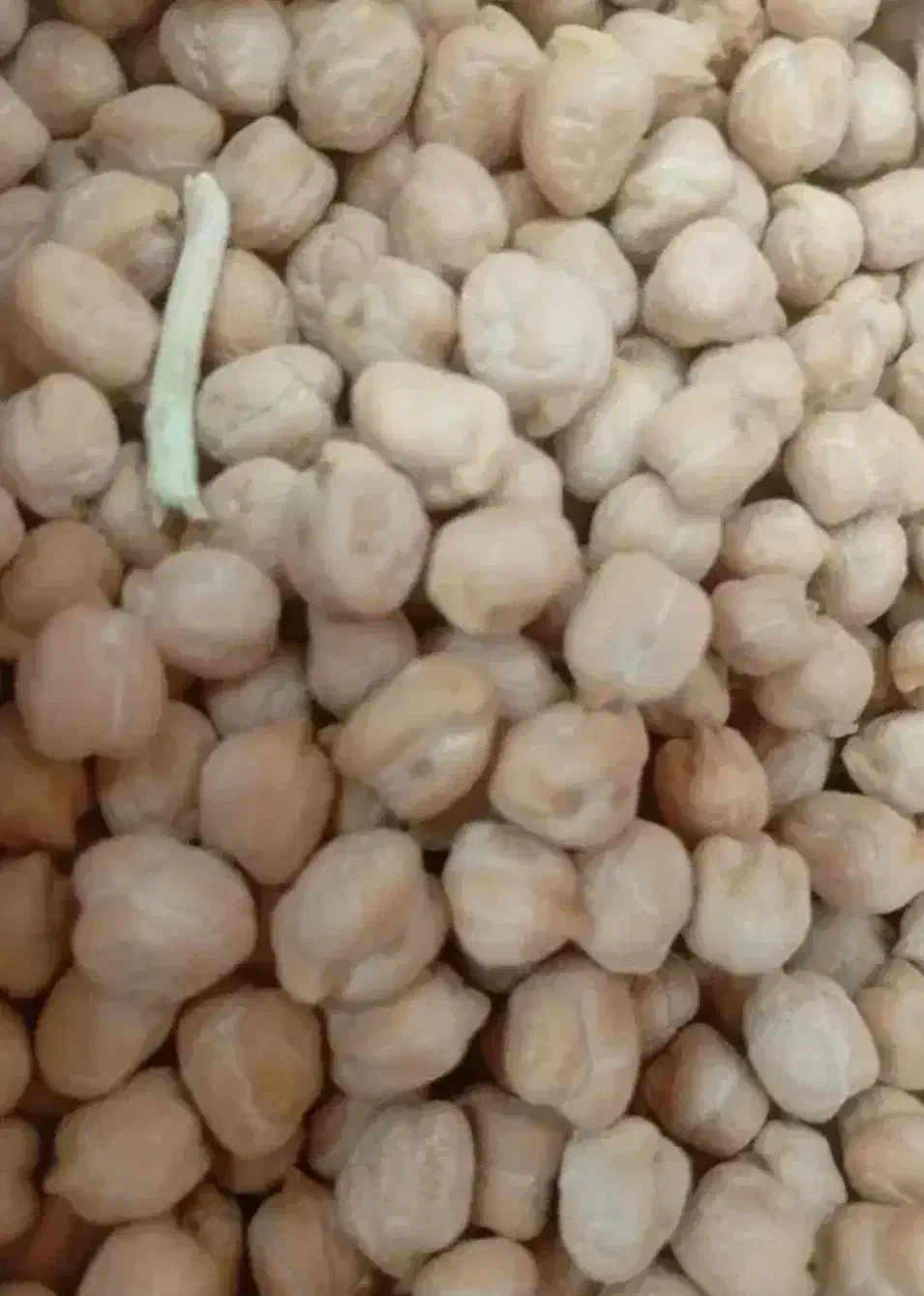 نخودپایه بلند پاییزه|خوردنی و آشامیدنی|کوهدشت, |دیوار