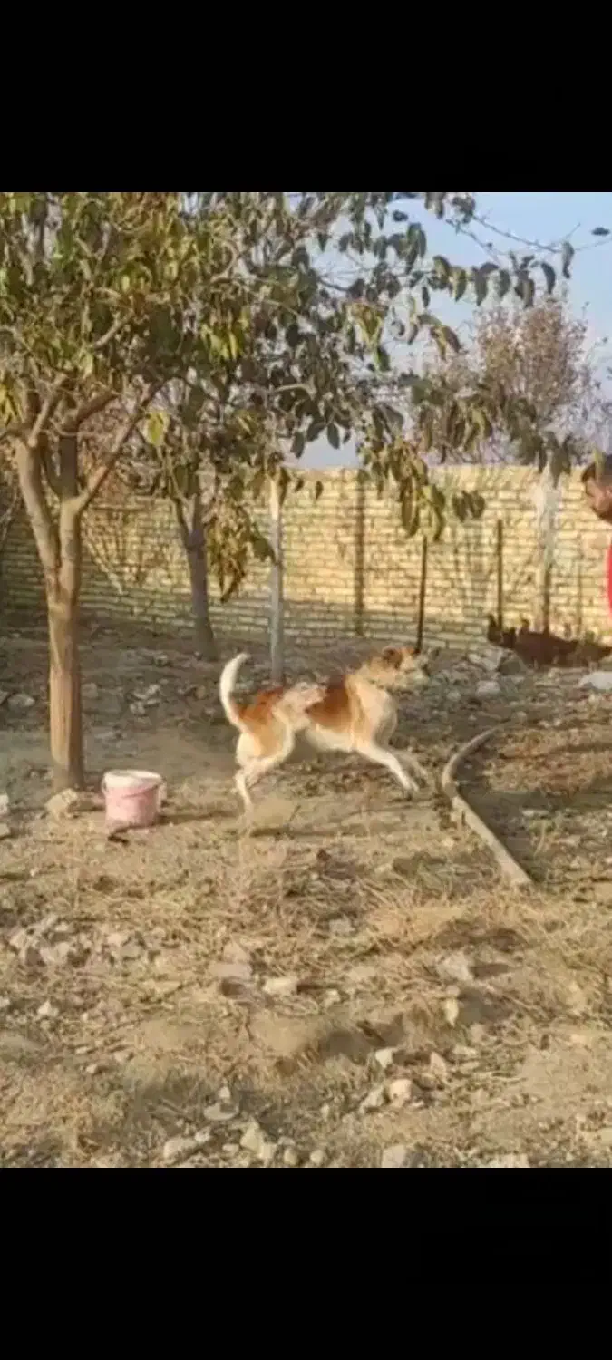 واگذاری سگ گله و نگهبان|سگ|مشهد, شهرک صنعتی توس|دیوار