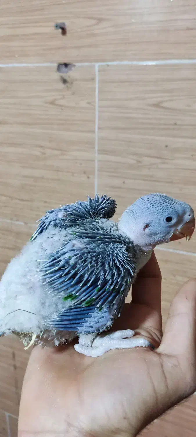 جوجه سرلاکی شاه طوطی|پرنده|اهواز, گلستان|دیوار