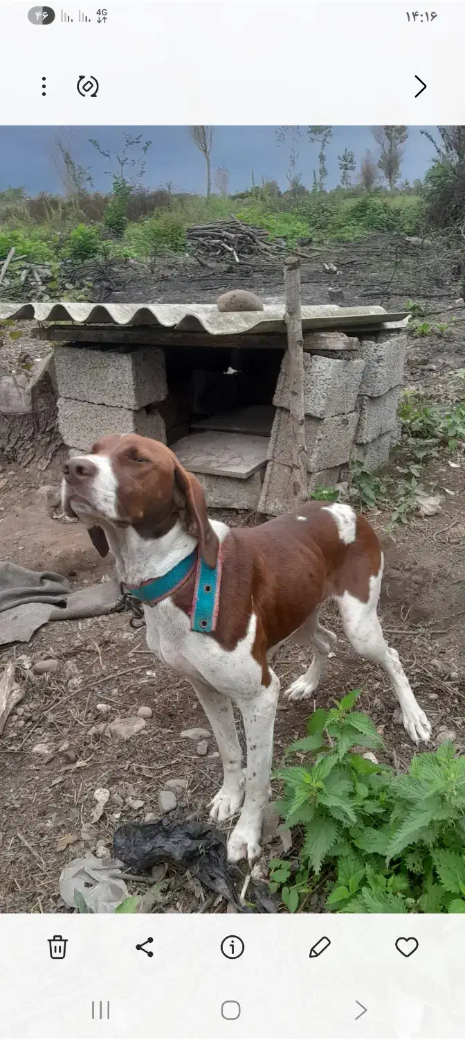 سگ شکاری پویینتر|سگ|رودسر, |دیوار