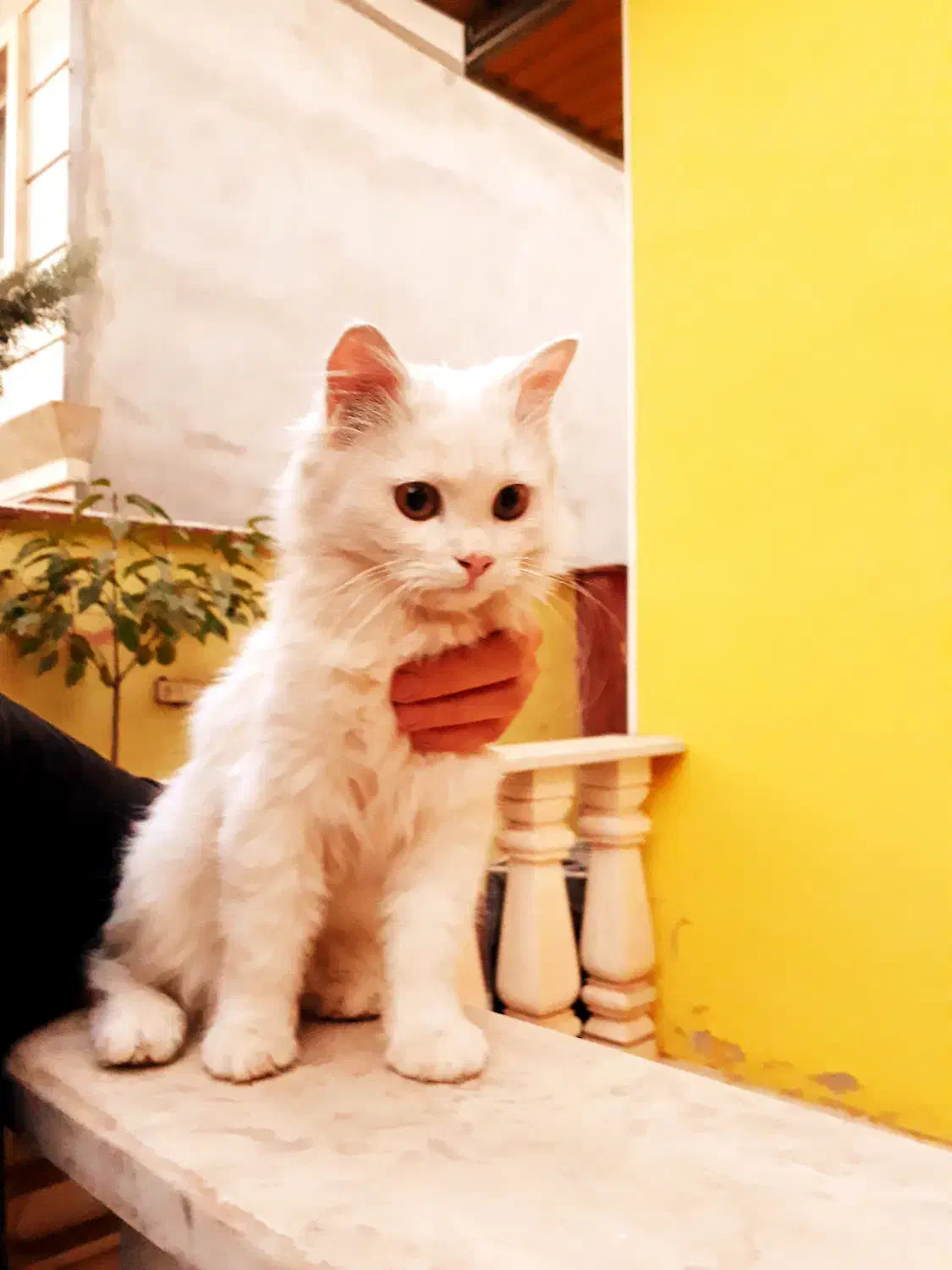 گربه|گربه|هشتگرد, خور|دیوار