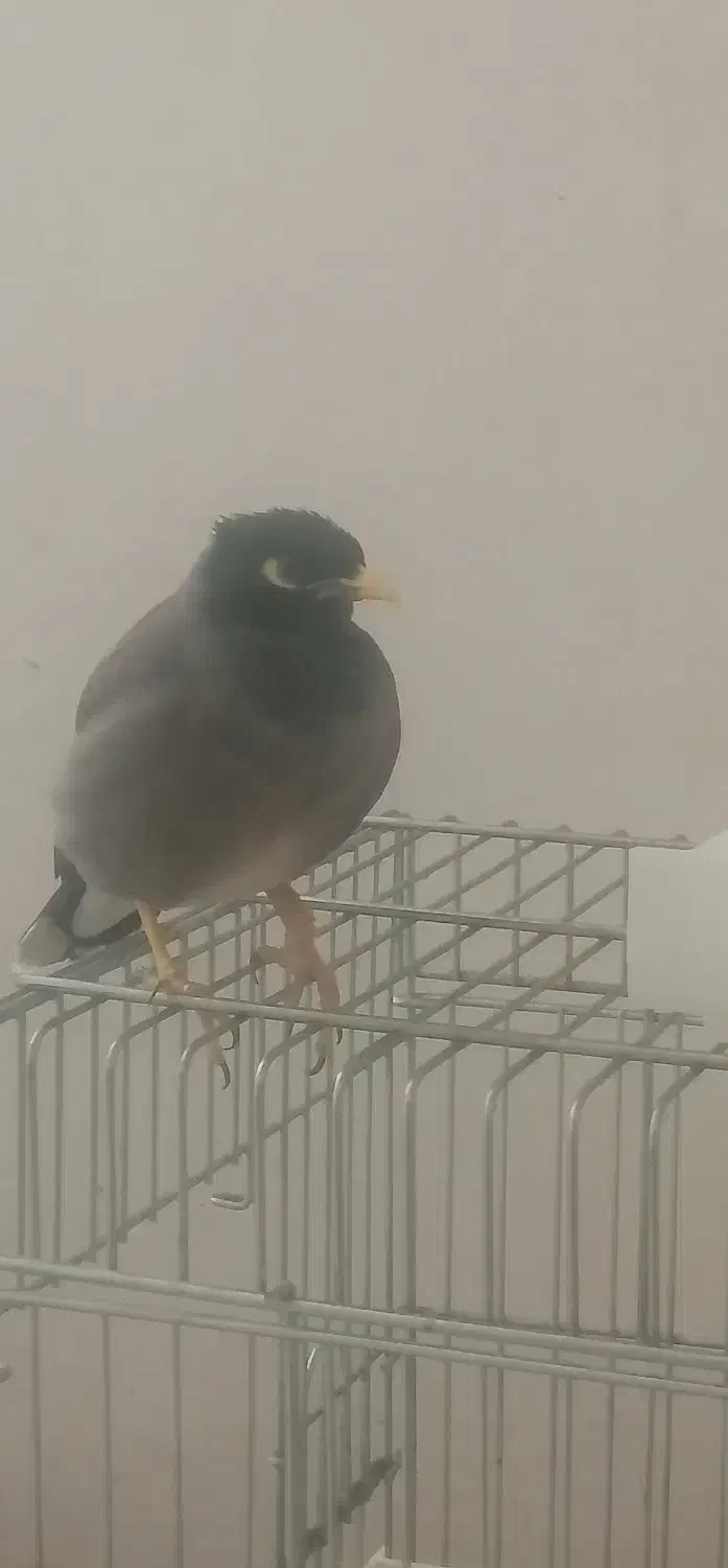 مرغ مینا|پرنده|کازرون, |دیوار