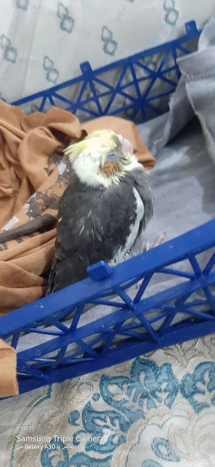 گمشده|حیوانات|زاهدان, |دیوار