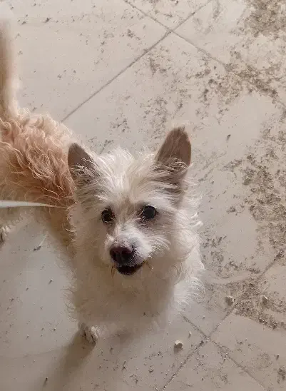 سگ واگذاری|سگ|دورود, |دیوار