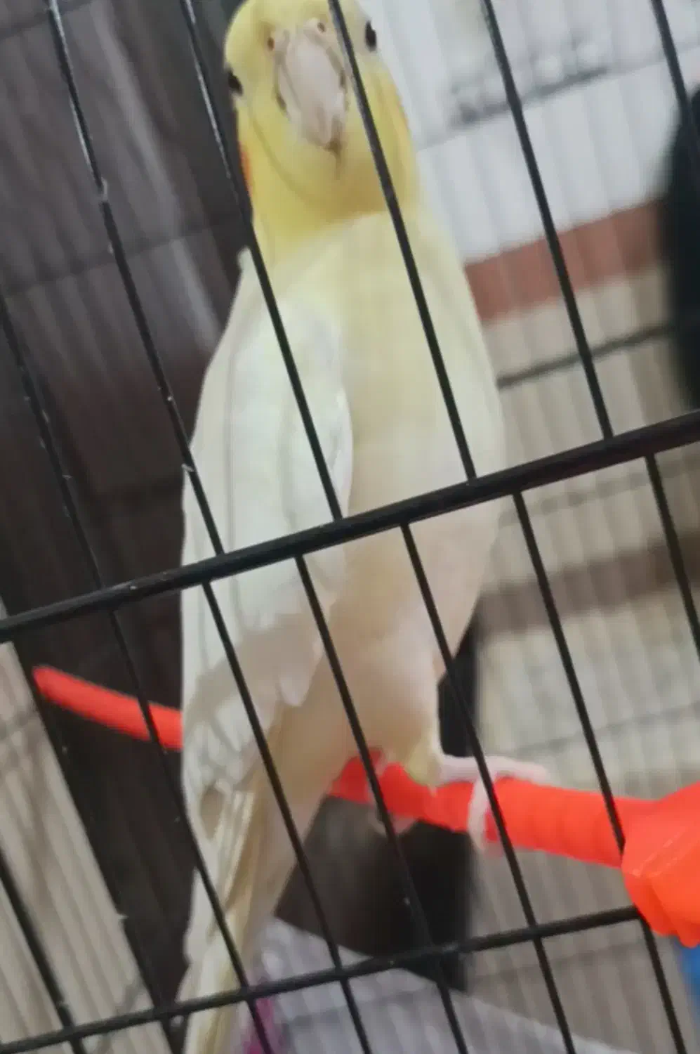 عروس هلندی گمشده|حیوانات|بیرجند, |دیوار