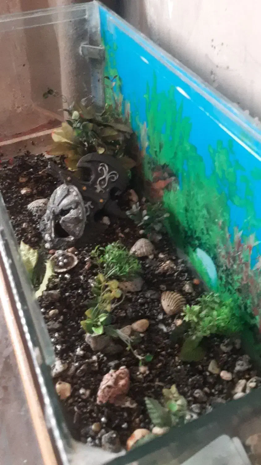 آکواریوم|ماهی|زابل, |دیوار