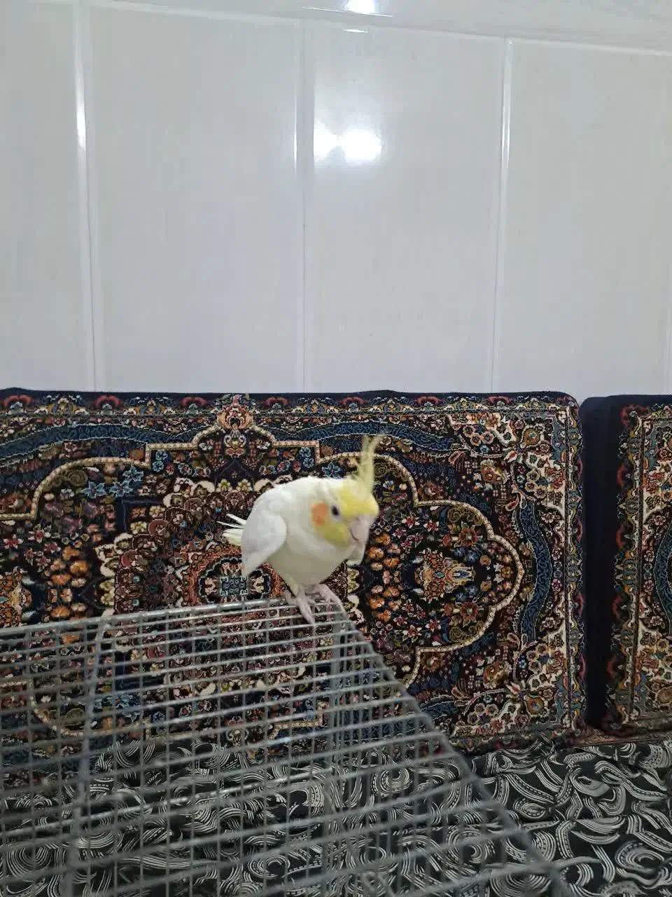 عروس هلندی|پرنده|قم, زاویه|دیوار