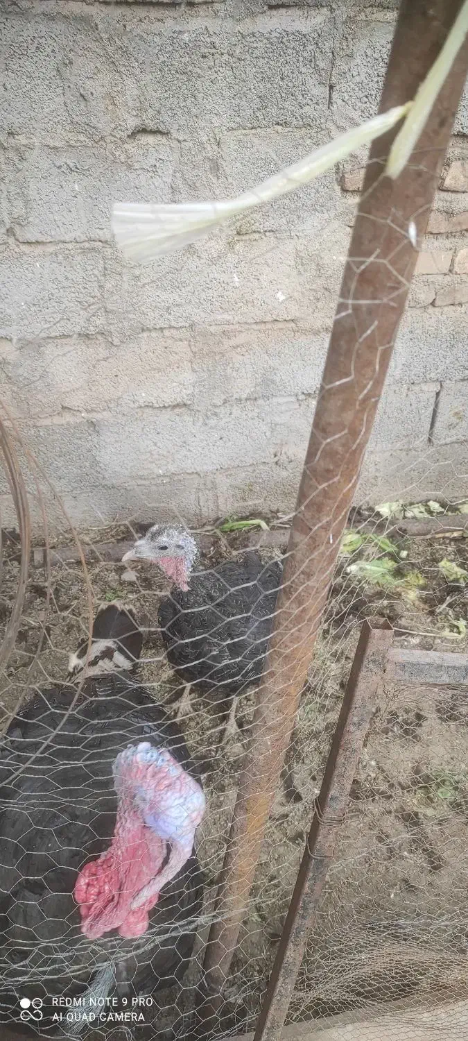 بوقلمون ماده به شرط تخم|حیوانات مزرعه|رفسنجان, |دیوار