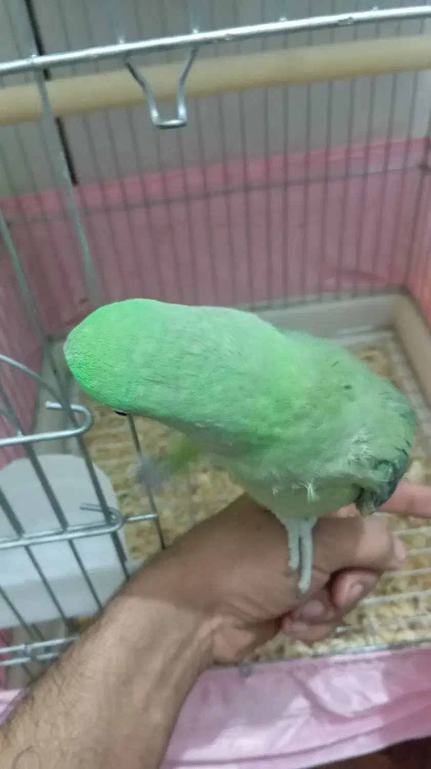 شاه طوطی ۵ماهه رام ودستی|پرنده|ایرانشهر, |دیوار