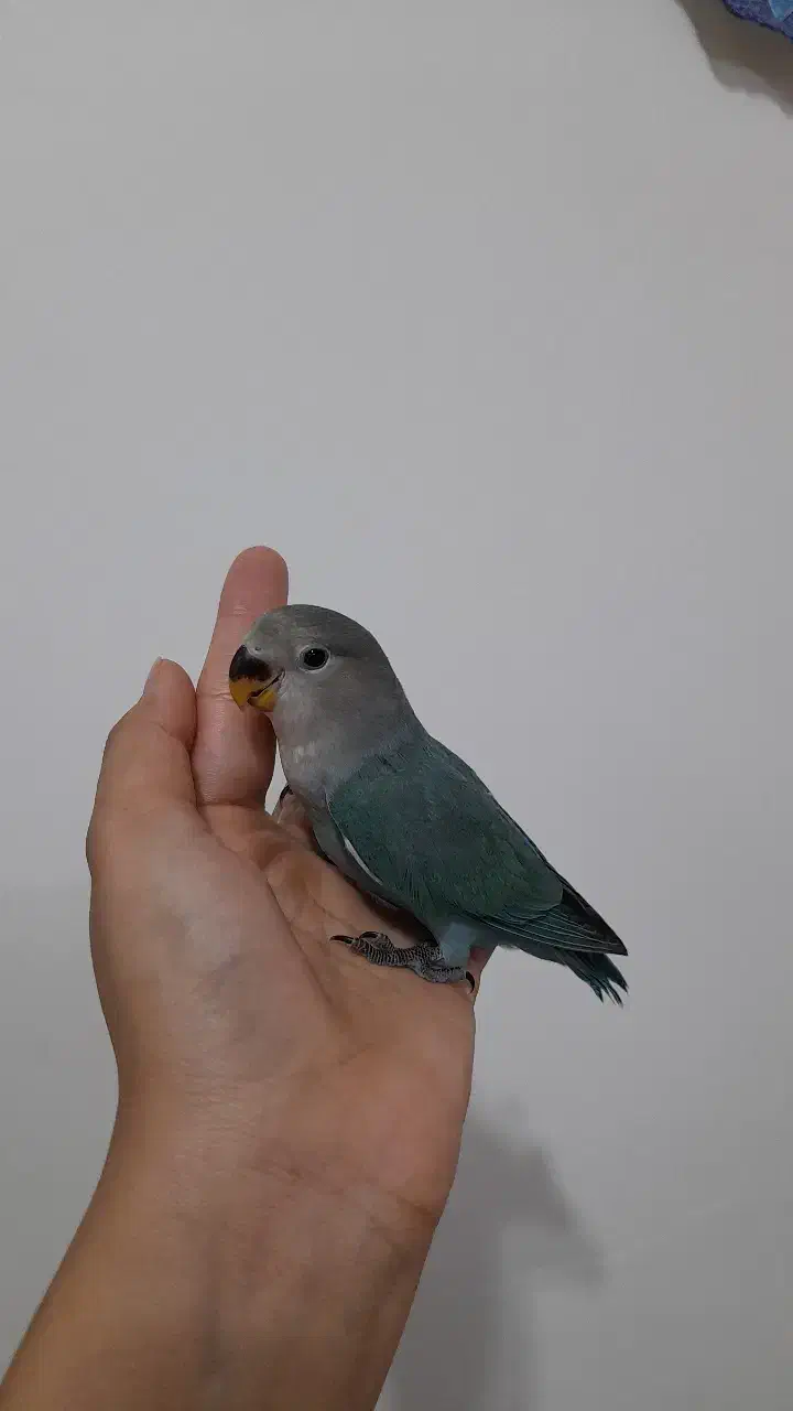 کوتوله برزیلی|پرنده|خمینی‌شهر, |دیوار