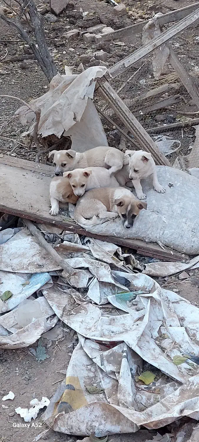 پاکوتاگوش اسبی|سگ|نیشابور, مازول|دیوار