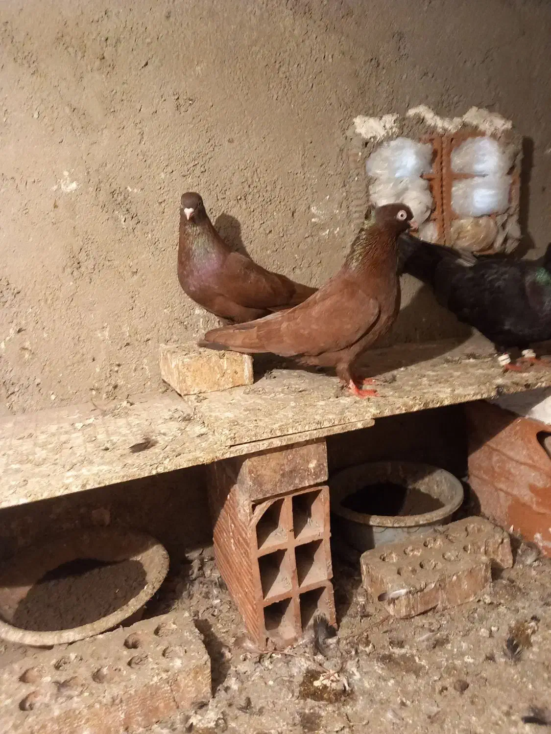 جفت سرخ سبز زاغ ابادانی|پرنده|رامیان, |دیوار