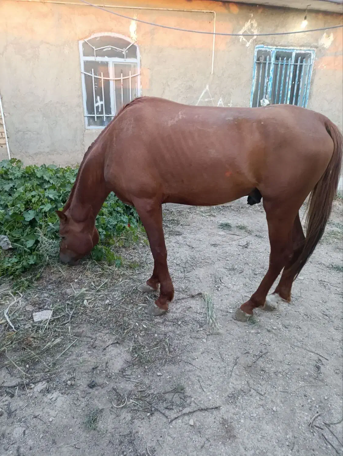 اسب|اسب و تجهیزات اسب‌سواری|فامنین, |دیوار