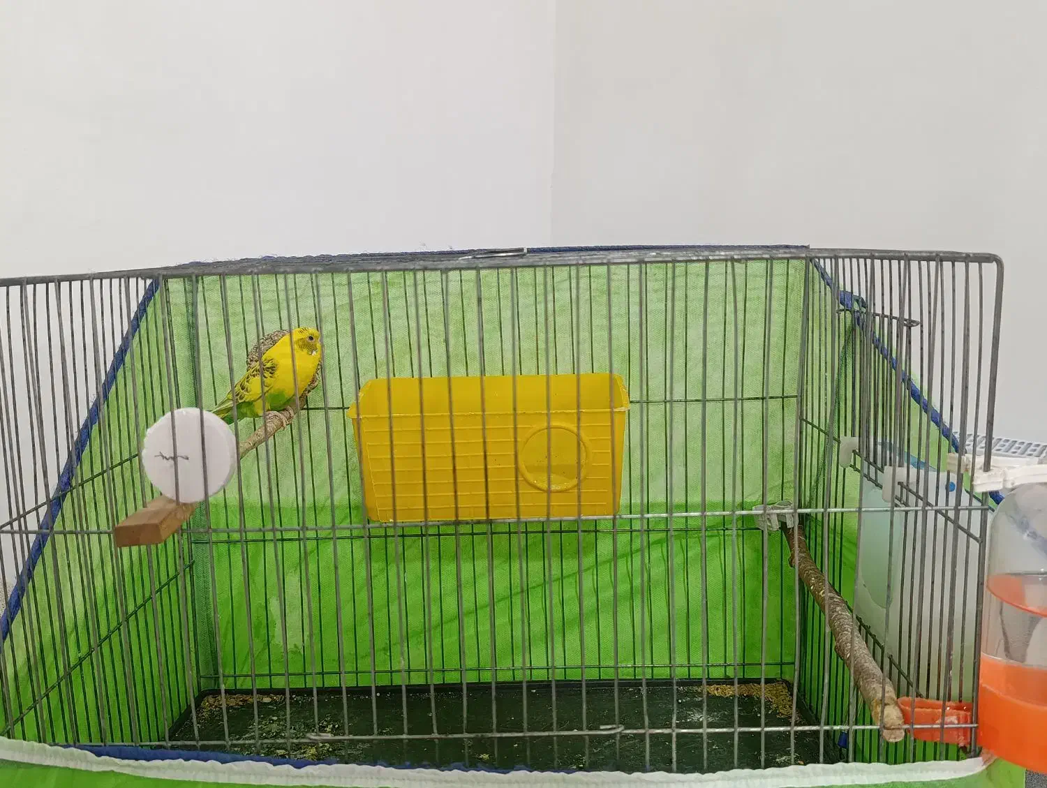 بدون هیچ مریضی و مشکلی|پرنده|خرم‌آباد, |دیوار