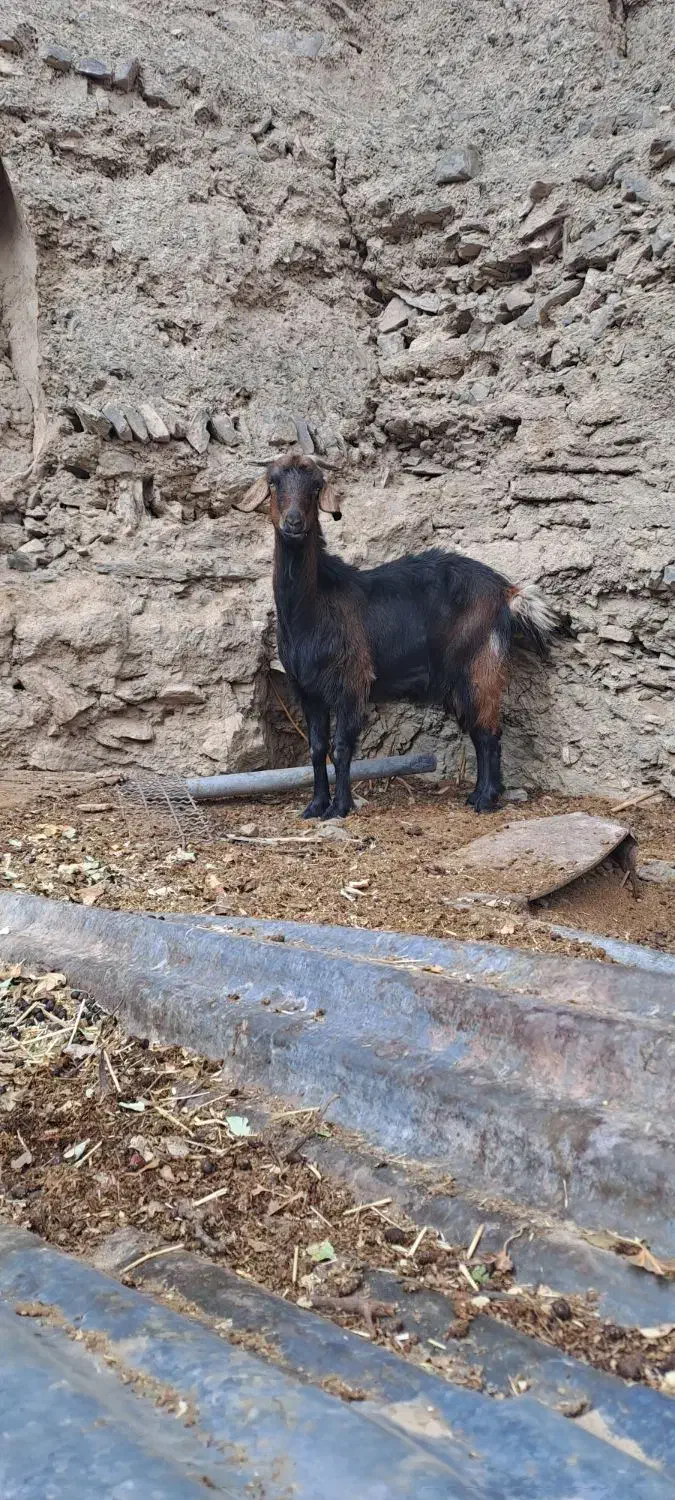 بز دورگه شیرا|حیوانات مزرعه|گناباد, |دیوار