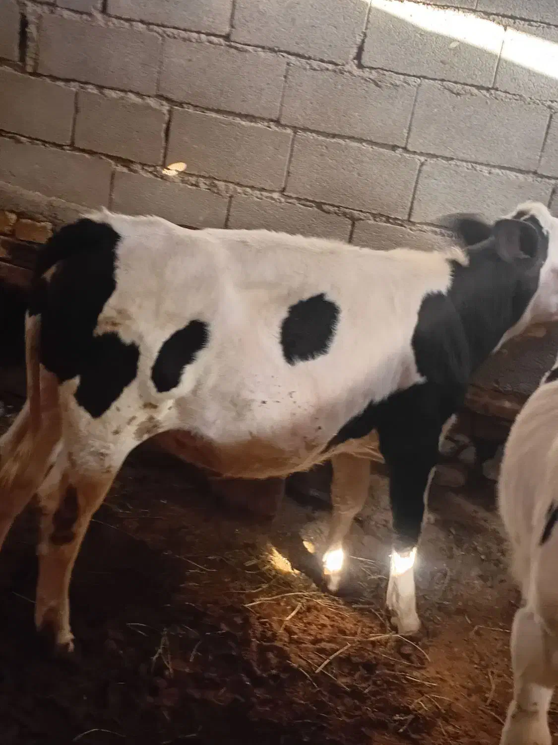 گوساله سیمینتال درجه یک ماده|حیوانات مزرعه|بجنورد, |دیوار