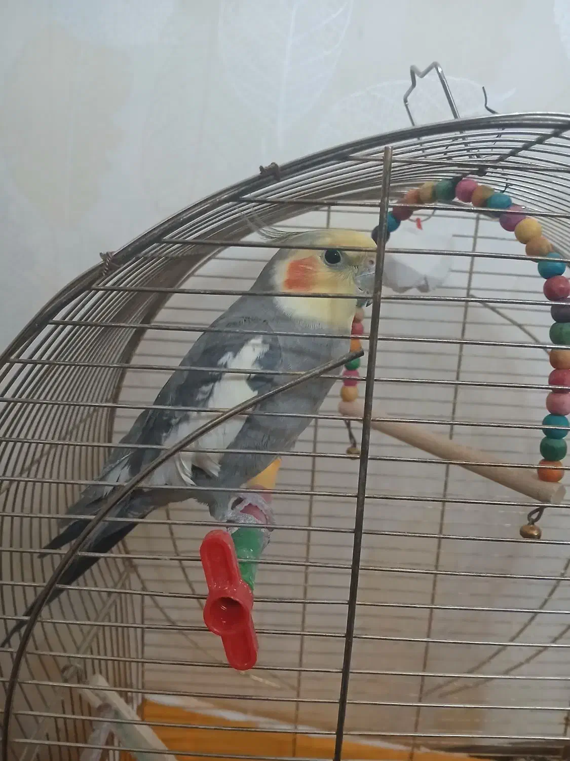 عروس هلندی نر|پرنده|اصفهان, شاهد|دیوار