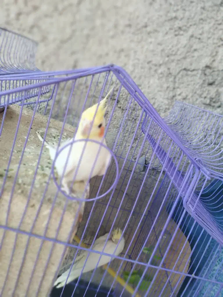 عروس هلندی  با جوجه و قفس و وسایل|پرنده|کازرون, |دیوار