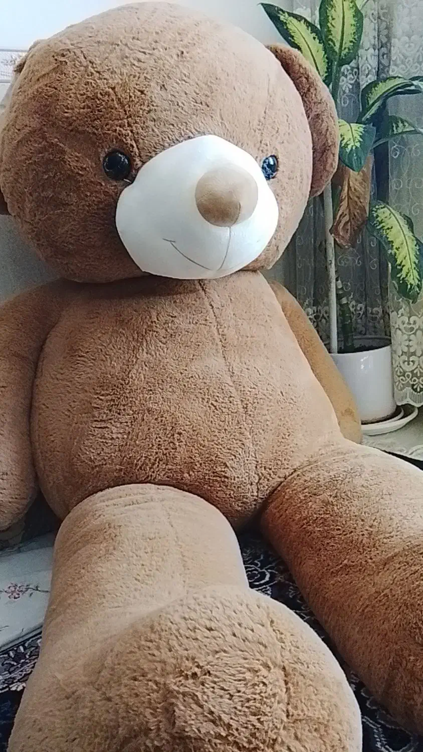 قشنگ بزرگ|کلکسیون و سرگرمی|کرمان, |دیوار