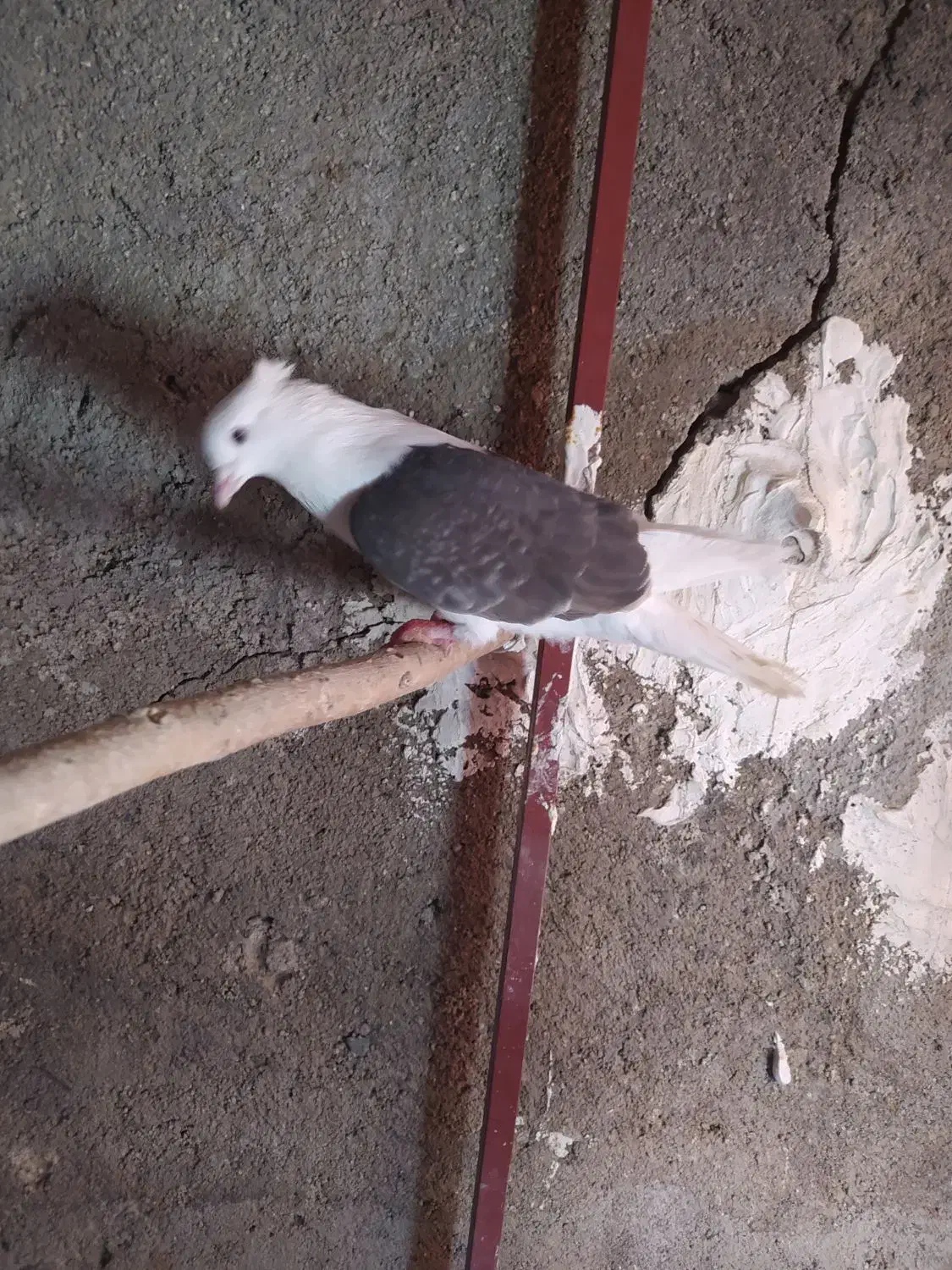 کبوتر|پرنده|بروجرد, |دیوار