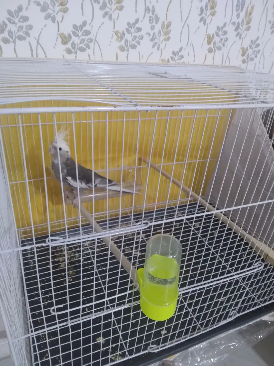 عروس هندی|پرنده|مشهد, مشکینی (شهرک غرب)|دیوار