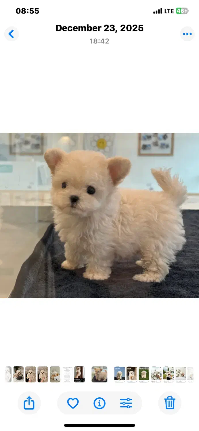 واگذاری توی پودل ۲۲|سگ|شهریار, شهریار|دیوار