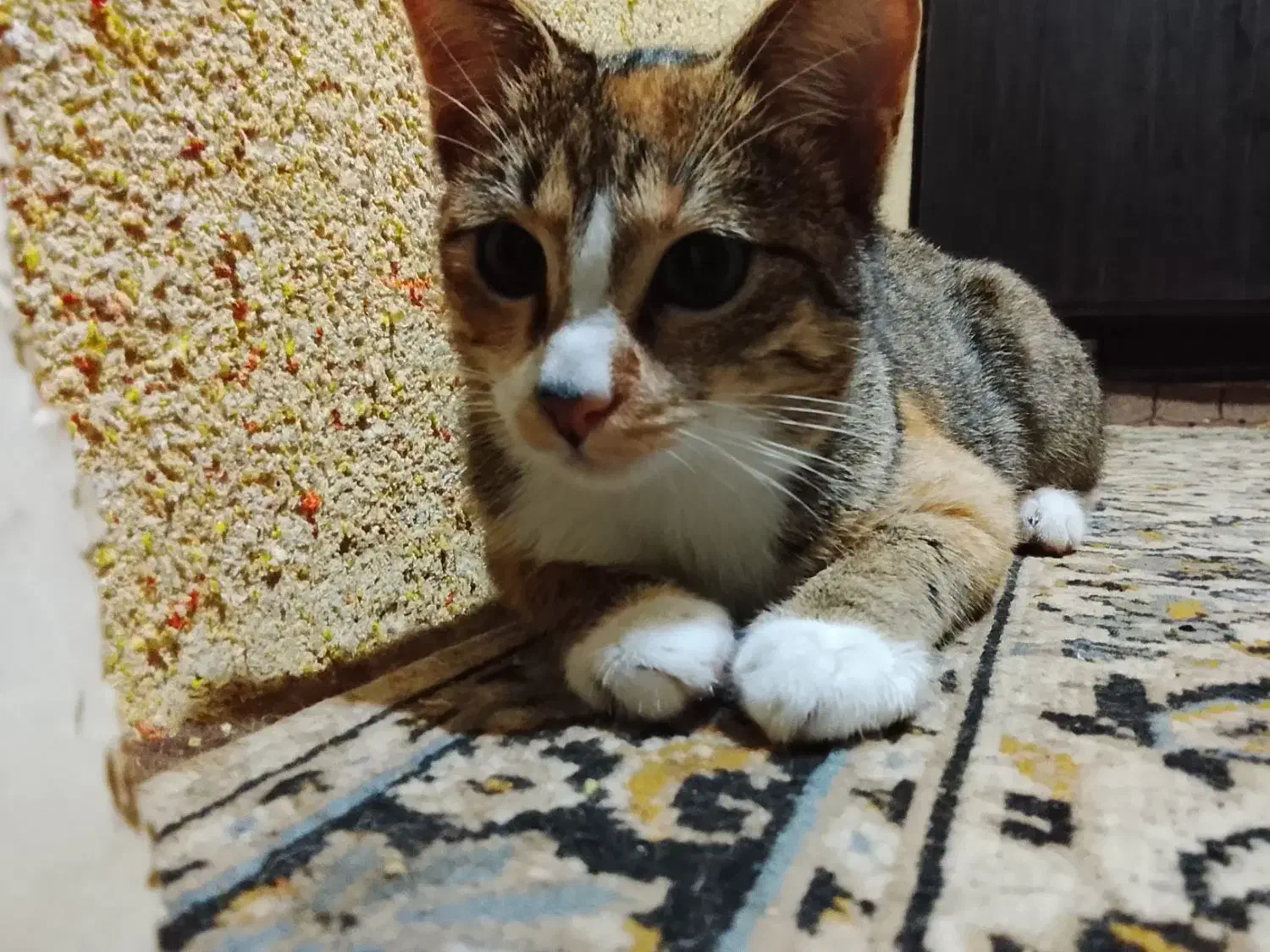 گربه رایگان|گربه|لاهیجان, خالو باغ|دیوار