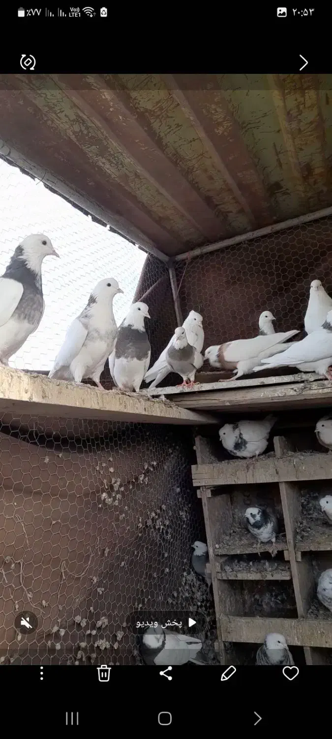 کفتر|پرنده|کبودرآهنگ, |دیوار