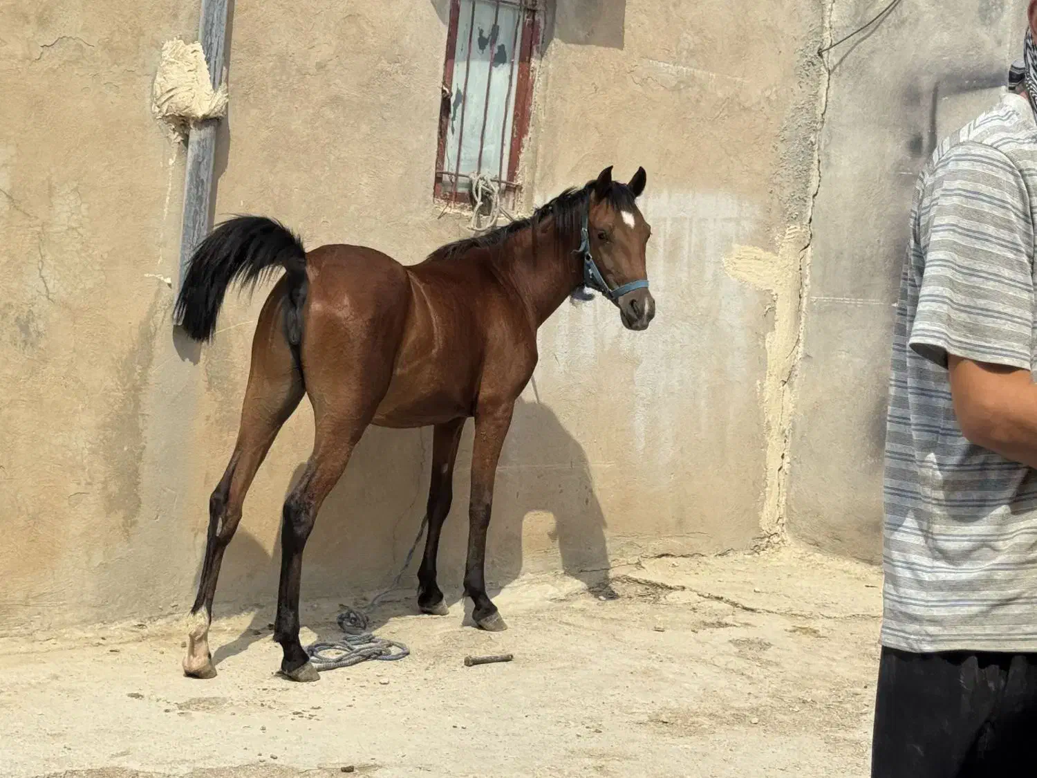 اسب کرد|اسب و تجهیزات اسبسواری|گیلان غرب, |دیوار