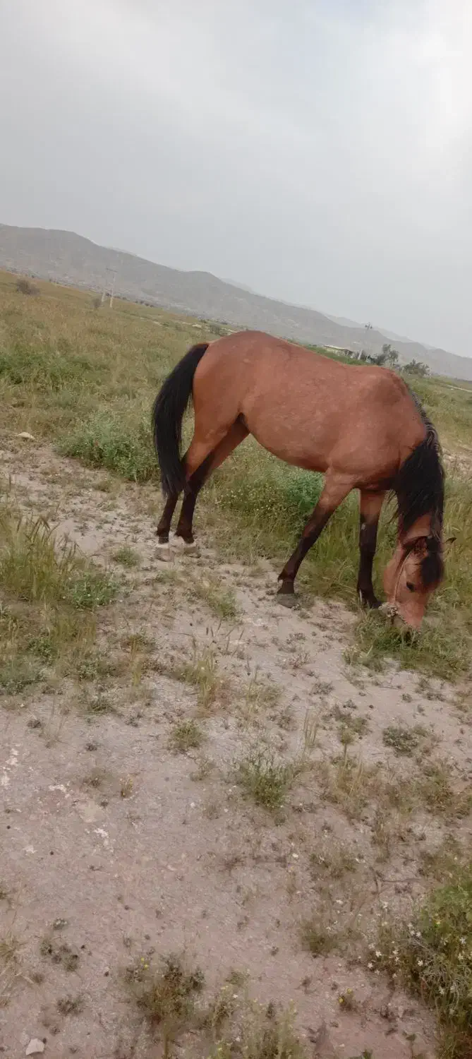 اسب|اسب و تجهیزات اسبسواری|جهرم, |دیوار