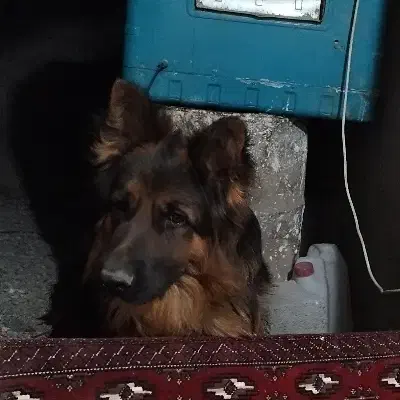 توله ژرمن|سگ|کرمان, |دیوار