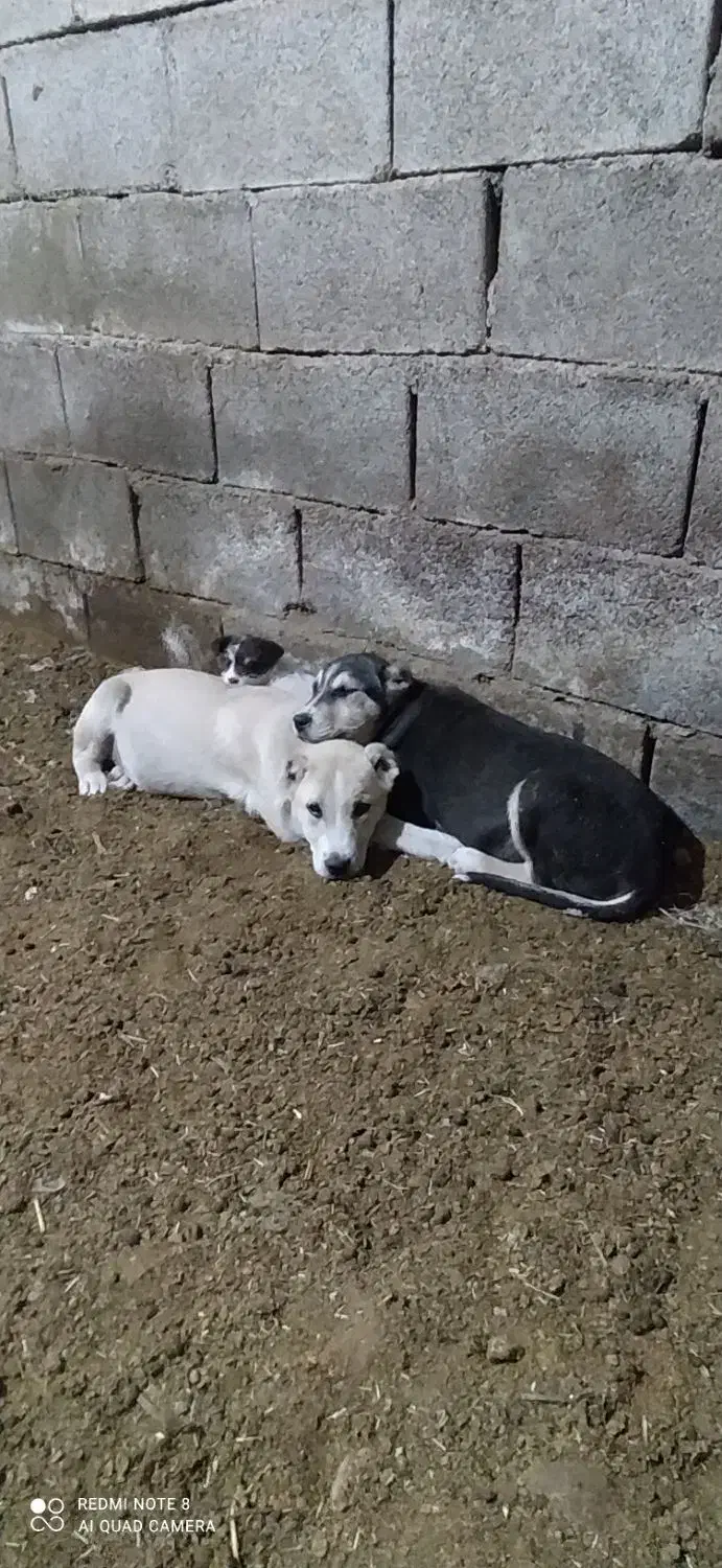 توله دورگ|سگ|آشخانه, |دیوار