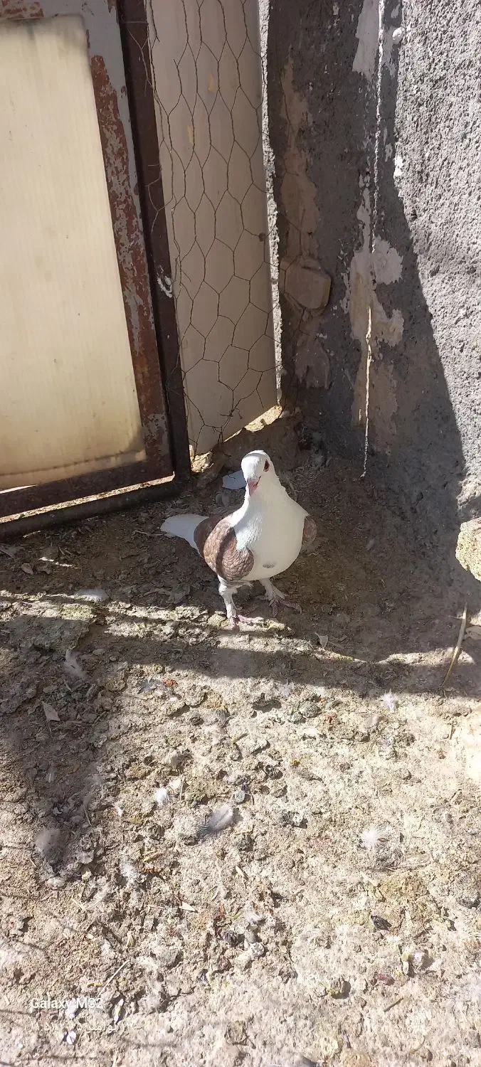 کبوتر فردوس|پرنده|فردوس (خراسان), |دیوار