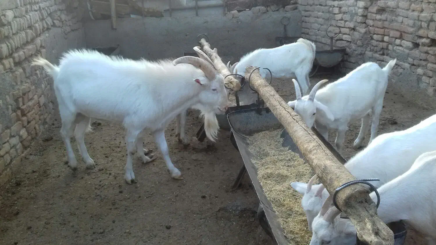 بزسانن|حیوانات مزرعه|مشهد, آبکوه|دیوار