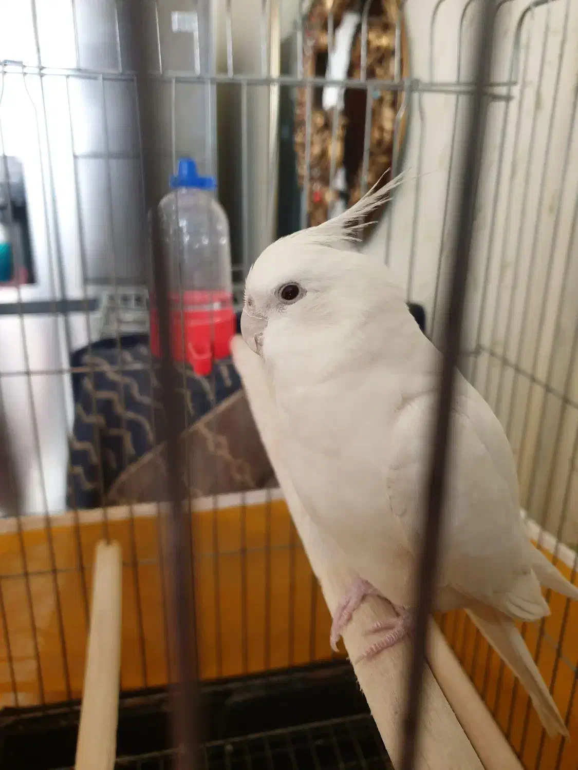 گمشده|حیوانات|بروجرد, |دیوار