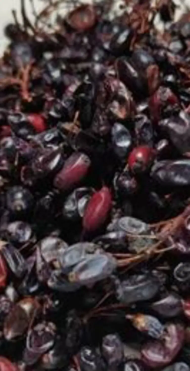 زرک کوهی یا همون قرمیخ|خوردنی و آشامیدنی|تهران, منیریه|دیوار